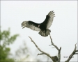 Turkey-Vulture;Vulture;Cathartes-aura;flying-bird;one-animal;close-up;color-imag